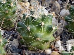 Neobesseya missouriensis SB 205