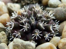 Neochilenia calderana KH 1119