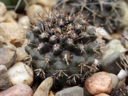 Neochilenia curvispina v. carrizalensis FK 58-77