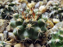 Neochilenia eriosyzoides