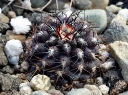 Neochilenia floccosa KK 1173