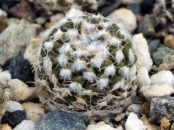 Neochilenia malleolata WM 013