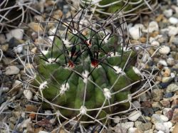 Neochilenia paucicostata