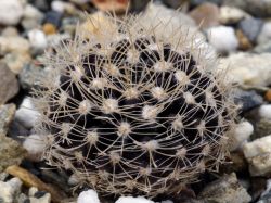 Neochilenia pilispina ALP 217