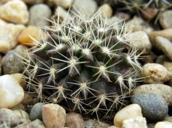 Neochilenia pulchella KH 1126