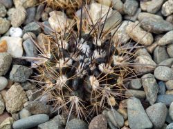 Neochilenia taltalensis KH 1049