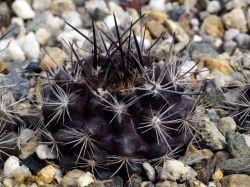 Neochilenia taltalensis KK 1172