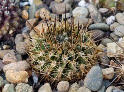 Neoporteria transiens KH 1159