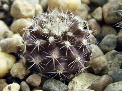 Neoporteria coimasensis FR 473
