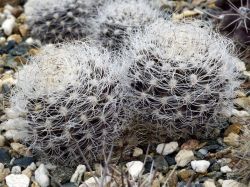 Neoporteria gerocephala Двухголовый