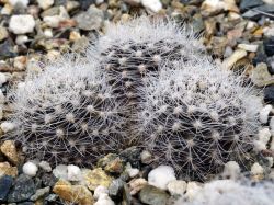 Neoporteria gerocephala Трёхголовый