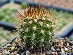 Neoporteria multicolor KK 48