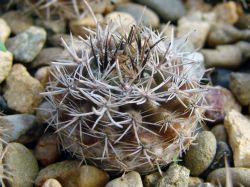 Neoporteria nigrihorrida v. crassispina KK 11