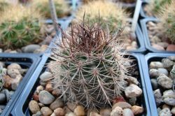 Neoporteria nigrihorrida v. crassispina KK 11