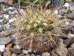 Neoporteria subgibbosa KBC 981