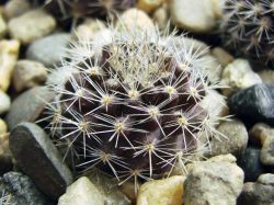 Neoporteria subgibbosa v. microsperma f. serenana KK 1460