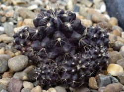 Neoporteria subgibbosa v. nigrihorrida FK 21