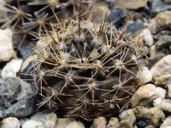 Neoporteria transiens KH 1159