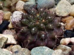 Neoporteria vexata FR 1055