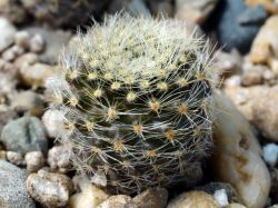 Neoporteria villosa KH 1028