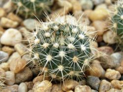 Notocactus concinnus