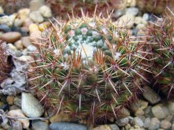 Notocactus mammulosus