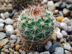 Notocactus ritterianus GF 220
