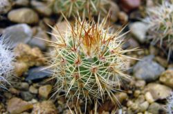 Notocactus roseoluteus