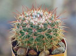 Notocactus roseoluteus