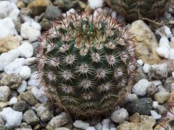 Notocactus rutilans