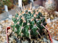 Notocactus submammulosus VG 420