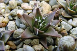 Obregonia denegrii