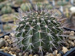 Acanthocalycium spiniflorum VG 1087