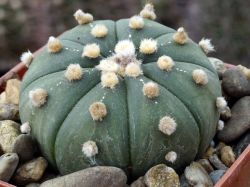 Astrophytum asterias #1