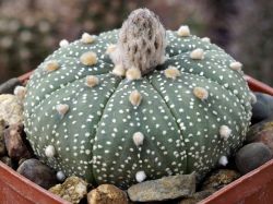 Astrophytum asterias #2