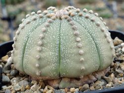 Astrophytum asterias #3
