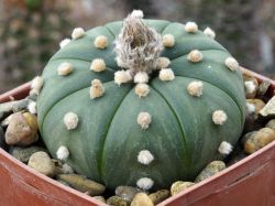 Astrophytum asterias f. nudum