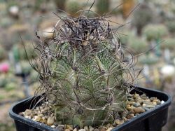 Astrophytum capricorne