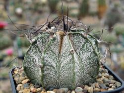 Astrophytum capricorne SB 331 #2