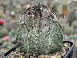 Astrophytum capricorne SB 331 #1