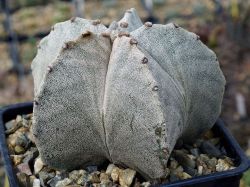 Astrophytum myriostigma v. strongylogonum #2