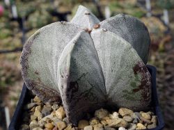 Astrophytum myriostigma v. strongylogonum #1