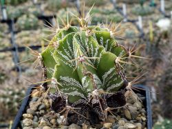 Astrophytum ornatum
