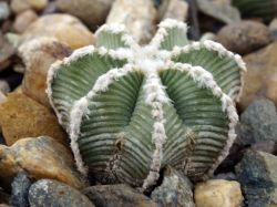 Aztekium hintonii PP 222