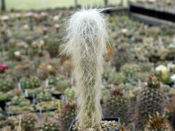 Cephalocereus senilis