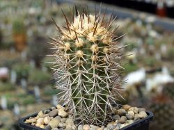 Copiapoa chanaralensis WM 126