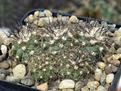 Copiapoa humilis "maritima" KK 1709