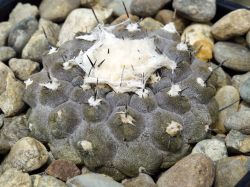 Copiapoa hypogaea