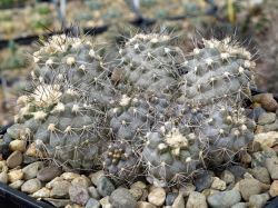 Copiapoa rarissima WM 227