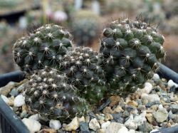 Copiapoa tigrillensis KK 1385
